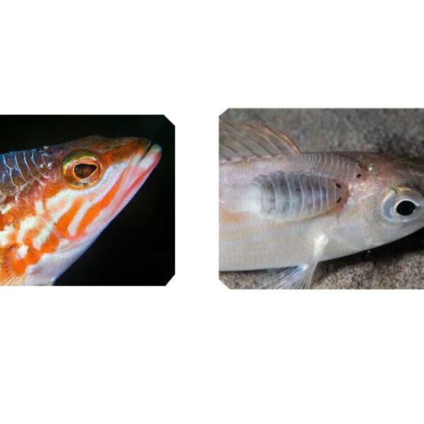 Καλαμαριέρα DTD Real Fish Buckva 2,0
