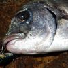 Ψαράκι SAVAGE GEAR 3D Minnow Popper 43 - Image 3