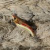 Καλαμαριέρα DTD Real Fish Egi 1.8 - Image 7