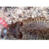 Καλαμαριέρα DTD Real Fish Egi Tip Run - Image 3